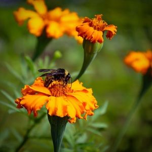 Meet your Posher, Lucy